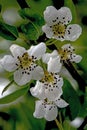 Vertical shot. Blooming gardens. Pear flowers close-up after rain. Spring. May. Royalty Free Stock Photo