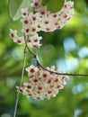 Vertical shot of blooming hoya flowers with greenery on the background Royalty Free Stock Photo