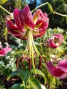 Vertical shot of blooming Orienpet lily Royalty Free Stock Photo