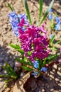 Vertical shot of blooming pink and purple hyacinth flowers Royalty Free Stock Photo