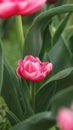 Vertical shot a blooming pink tulip terry in the field Royalty Free Stock Photo
