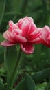 Vertical shot a blooming pink tulip terry in the lushfield Royalty Free Stock Photo