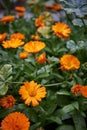 Vertical shot of blooming pot marigolds in a garden under the sunlight Royalty Free Stock Photo