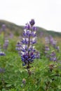 Vertical shot of blooming purple arctic lupine flowers in a garden