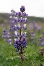 Vertical shot of blooming purple arctic lupine flowers in a garden