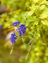 Vertical shot of blooming purple duranta flowers on a branch