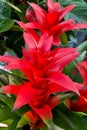 Vertical shot of a blooming red Guzmania lingulata flower Royalty Free Stock Photo