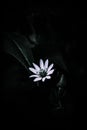 Vertical shot of a blooming single giant chickweed flower on a dark background