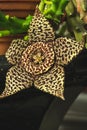 Vertical shot of a blooming stapelia flower Royalty Free Stock Photo