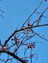 Vertical shot of blooming wild plum tree against the blue sky Royalty Free Stock Photo