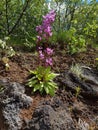 Vertical shot of blossom Primula jeffreyi plants in the forest