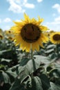 Vertical shot of the blossom sunflower looks like, creepy a smiling face Royalty Free Stock Photo