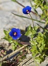 Vertical shot of blue Anagallis Foemina flower
