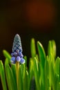 Vertical shot of a blue hyacinth bud with green leaves Royalty Free Stock Photo