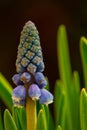 Vertical shot of a blue hyacinth bud with green leaves Royalty Free Stock Photo