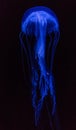 Vertical shot of a blue jellyfish isolated on a black background Royalty Free Stock Photo