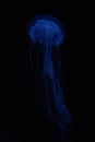 Vertical shot of a blue jellyfish isolated on a black background Royalty Free Stock Photo