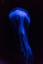 Vertical shot of a blue jellyfish isolated on a black background Royalty Free Stock Photo