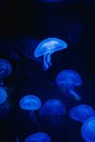Vertical shot of blue jellyfishes in the ocean Royalty Free Stock Photo
