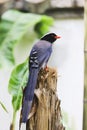 Vertical shot of a blue magpie bird perched on a wood stump