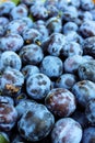 Vertical shot of blue plums. Fruits of prunus domestica