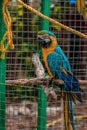 Vertical shot of a Blue-and-Yellow Macaw caged in captivity Royalty Free Stock Photo