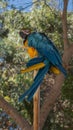 Vertical shot of a blue-and-yellow macaw perched on a branch Royalty Free Stock Photo