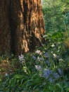 Vertical shot of bluebell flowers growing in woodland in springtime