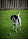 Vertical shot of a bluetick coonhound dog in a garden