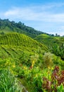 Vertical shot of the BOH Tea Garden plantation in the Cameron Highlands in Brinchang, Malaysia Royalty Free Stock Photo