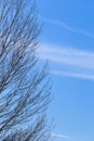 Vertical shot of bold tree branches and a blue sky