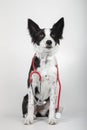 Vertical shot of a Border collie puppy holding a red stethoscope on white background Royalty Free Stock Photo