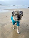 Vertical shot of a Border Terrier with a blue shirt on the sandy beach with sea in the background Royalty Free Stock Photo