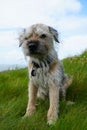 Vertical shot of a Border Terrier sitting on the grass with a confused face blue sky background Royalty Free Stock Photo