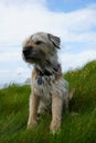 Vertical shot of a Border Terrier sitting on the grass with a confused face blue sky background Royalty Free Stock Photo