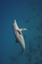 Vertical shot of a bottlenose dolphin diving up Royalty Free Stock Photo