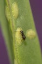 Vertical shot of a brachymyrmex ant on a green plant Royalty Free Stock Photo