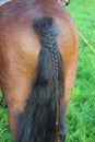 Vertical shot of a braided horse tail