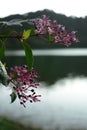 Vertical shot of a branch with beautiful purple lilacs Royalty Free Stock Photo