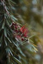 Vertical shot of a branch of a Crimson bottlebrush with a blurry background under the natural light