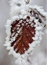 Vertical shot of a branch with frost-covered autumn leaves, the first snow in autumn Royalty Free Stock Photo