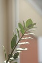 Vertical shot of a branch of a lucky feather flower in the sun Royalty Free Stock Photo