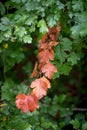 Vertical shot of a branch with red Crataegus marshallii leaves on the tree Royalty Free Stock Photo