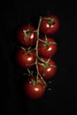 Vertical shot of a branch of ripe fresh cherry tomatoes isolated on a black background Royalty Free Stock Photo