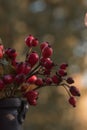 Vertical shot of a branch of rosehips