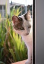 Vertical shot of a Brazilian shorthair