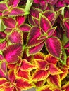 Vertical shot of bright colorful coleus leaves Royalty Free Stock Photo