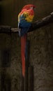 Vertical shot of a bright colorful scarlet macaw perched on a thick tree branch in the daylight Royalty Free Stock Photo