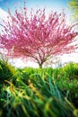 Vertical shot of a bright pink cherry blossom tree on a field Royalty Free Stock Photo