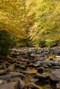 Vertical shot of bright yellow autumn leaves by a running creek bed with rocks Royalty Free Stock Photo